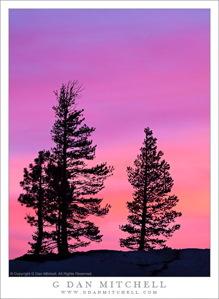 Trees in Silhouette, Olmsted Point, Sunset
