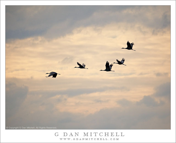 Sandhill Cranes in Flight, Evening