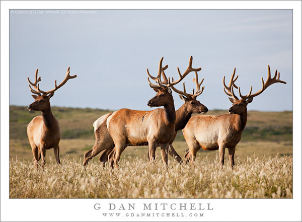Four Tule Elk, Point Reyes