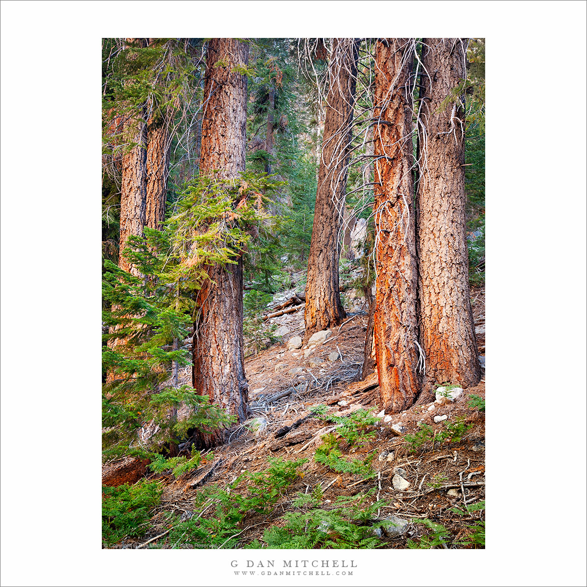 Kern River Forest