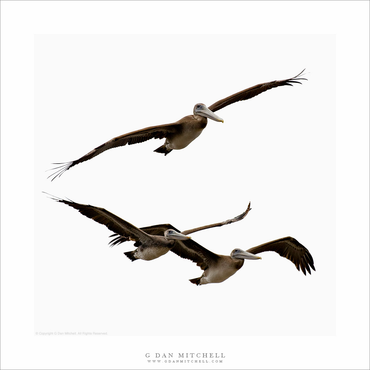 Three Pelicans