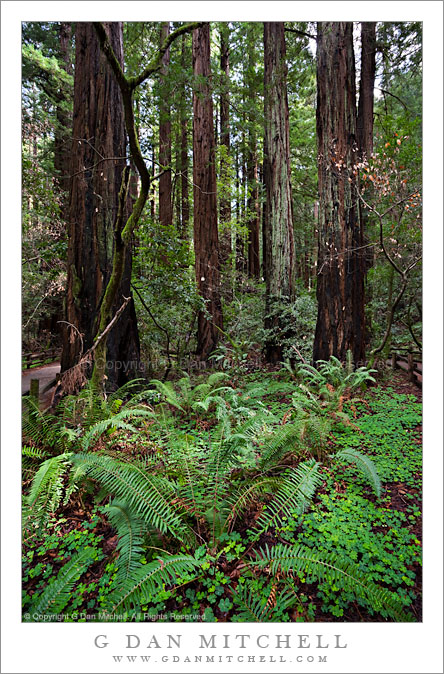 Near Cathedral Grove, Muir Woods