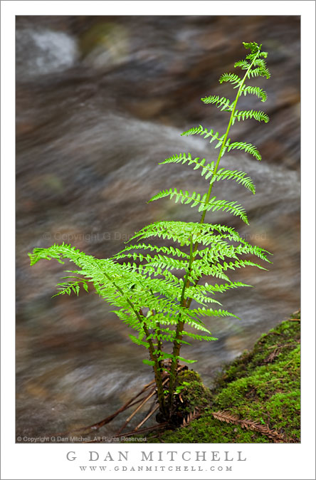 Creekside Fern