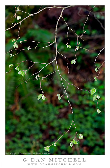 Red Alder Branch with New Spring Leaves