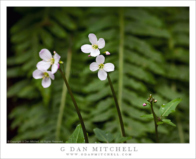 Milkmaids Flowers, Redwood Forest