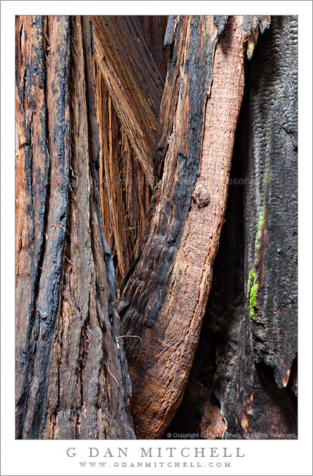 Four Redwoods, Muir Woods. Muir Woods National Monument, California. © Copyright G Dan Mitchell - all rights reserved.