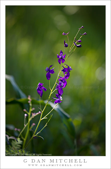 Larkspur Flowers