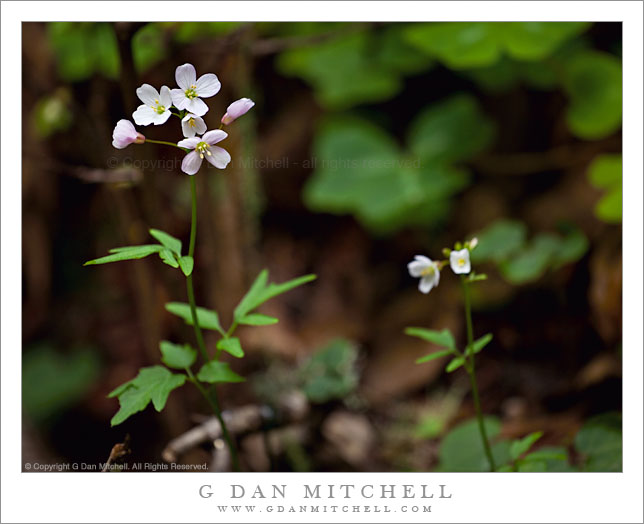 Milkmaids Plants, Redwood Forest