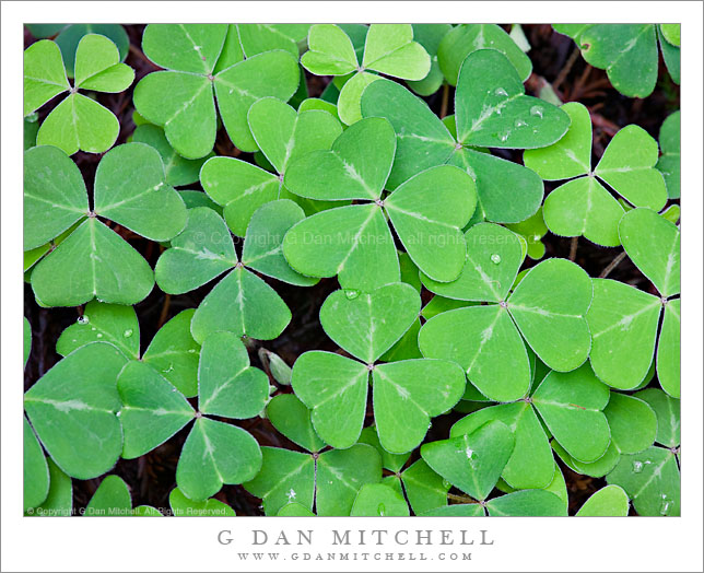 Oregon Oxalis, Muir Woods National Monument. © Copyright G Dan Mitchell