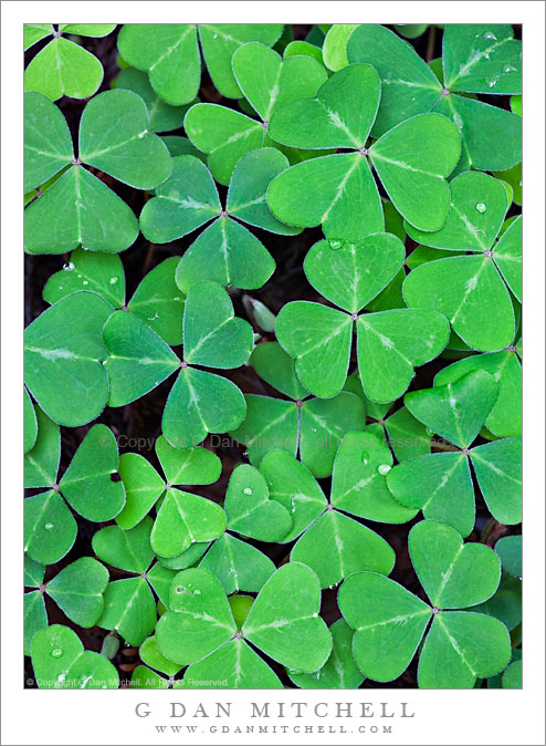 Oregon Oxalis