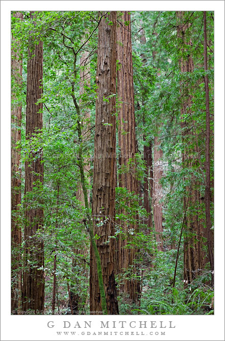 Redwood Forest | G Dan Mitchell Photography