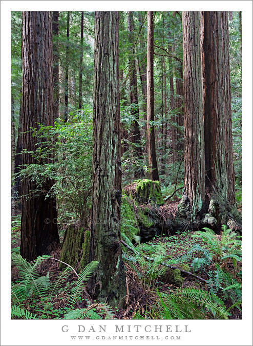 Redwood Grove, Filtered Light. © Copyright G Dan Mitchell - all rights reserved.