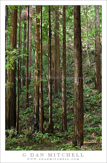 Redwood Grove and Ferns in Morning Light