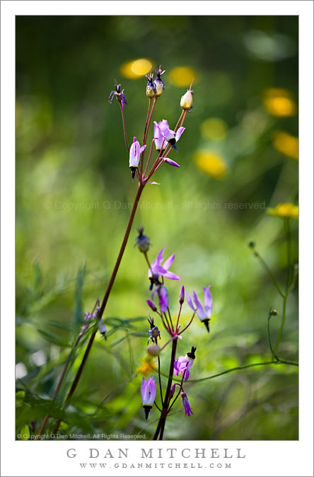 Shooting Star Flowers