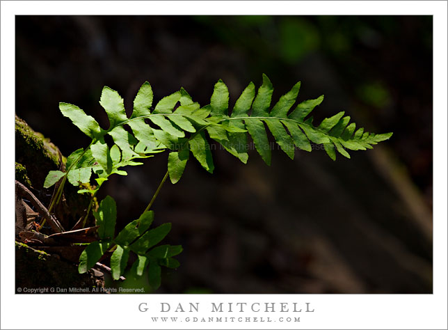 Trailside Ferns, Spring