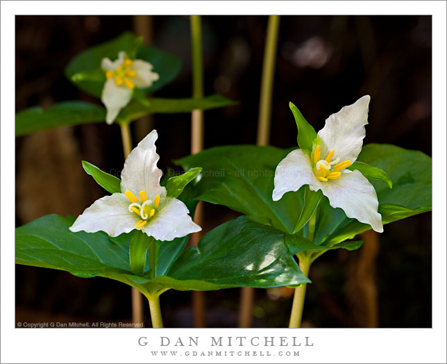 Trillium Flowers, Muir Woods