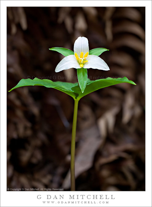 Trillium, Flower and Stem