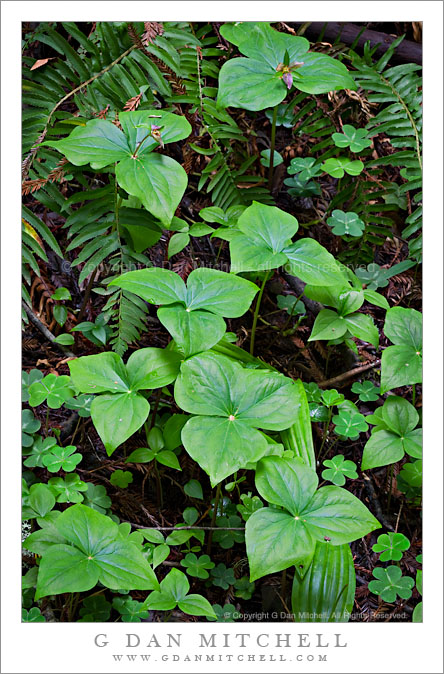 Trillium, Sorrel, and Ferns - Redwood Forest