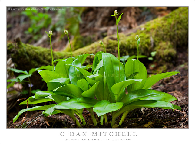 Andrew's Clintonia