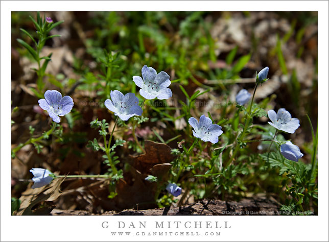 Baby Blue Eyes Flowers