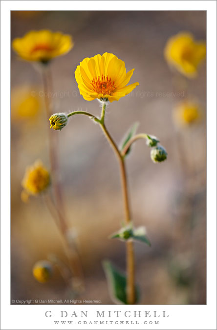 Desert Sunflower