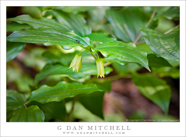 Fairy Bell Wildflowers (Prosartes smithii)