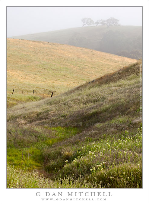 Spring Flowers, Oak Grassland Hills, Clearing Fog