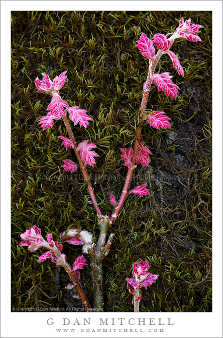 New Tree Shoots and Moss