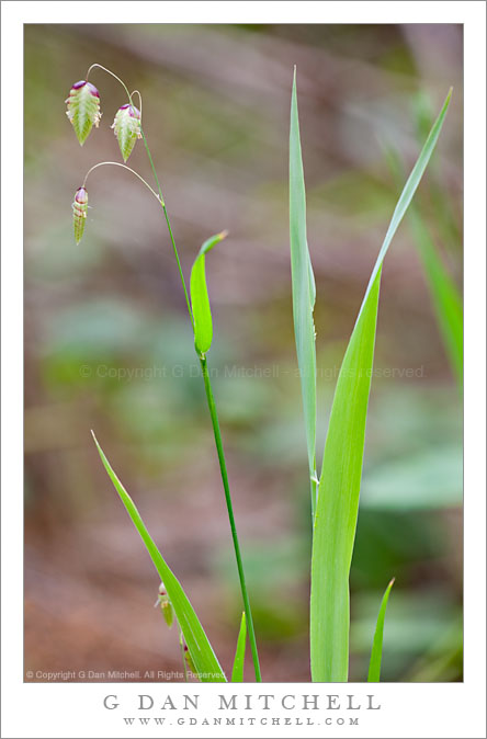 Rattlesnake Grass, Spring