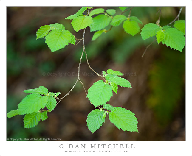 Red Alder Leaves, Spring