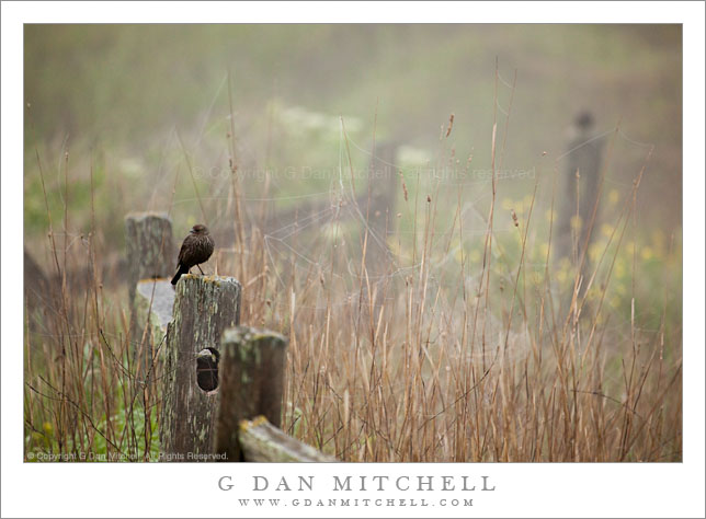 Red-Winged Blackbird on Fence, Foggy Morning