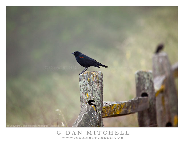 Redwing Blackbird on Fence Post