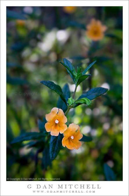 Sticky Monkeyflower