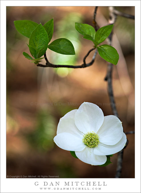 Dogwood Blossom, Leaves, and Branches