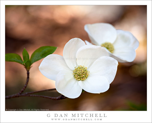 Dogwood Blossoms and Branch