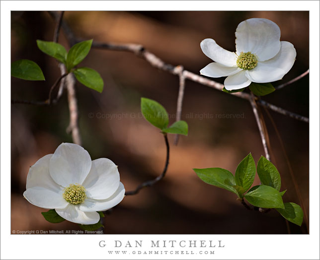 Dogwood Blossoms and Leaves