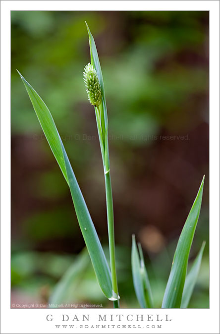 Spring Grass, Point Lobos