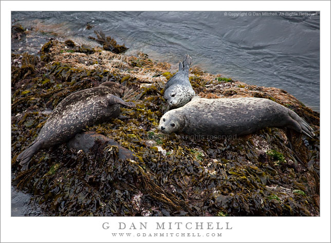 Harbor Seal Family