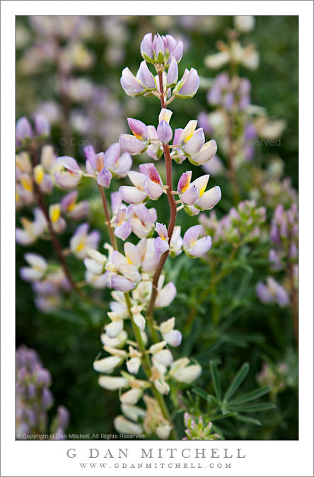 Spring Lupine Blossoms, Point Lobos