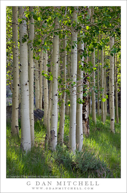 Aspen Grove, Morning, Lee Vining Canyon