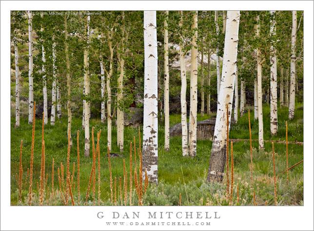 Aspen Grove, Lee Vining Canyon, Spring