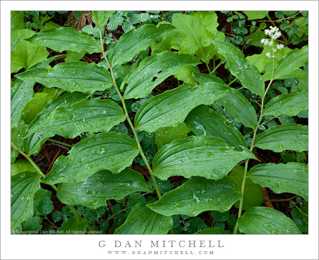 False Solomon's Seal After Rain