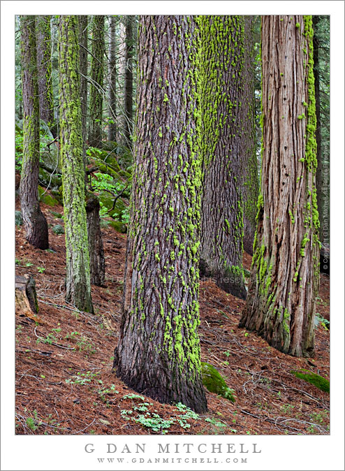 Forest After Morning Rain