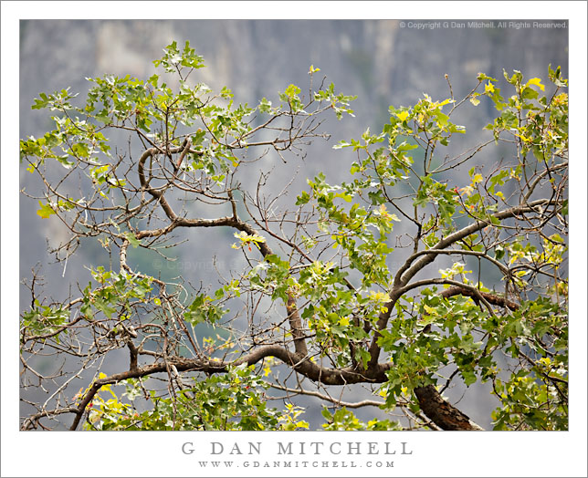 Oak Leaves and Branches, Yosemite Valley