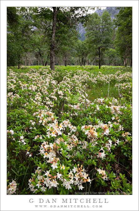 Spring Azaleas, El Capitan Meadow