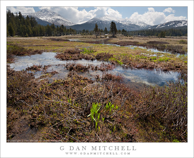 New Spring Growth, Dana Fork, Tuolumne River