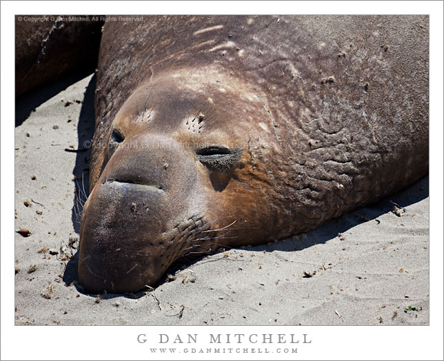 Elephant Seal