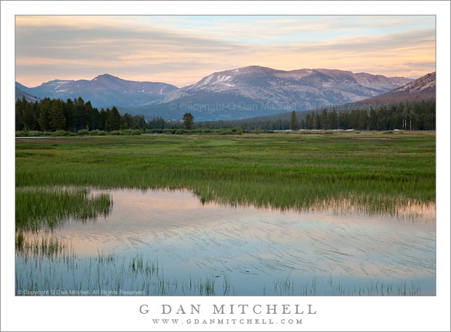 Meltwater Pond and Grasses, Mount Gibbs and Kuna Crest, Tuolumne