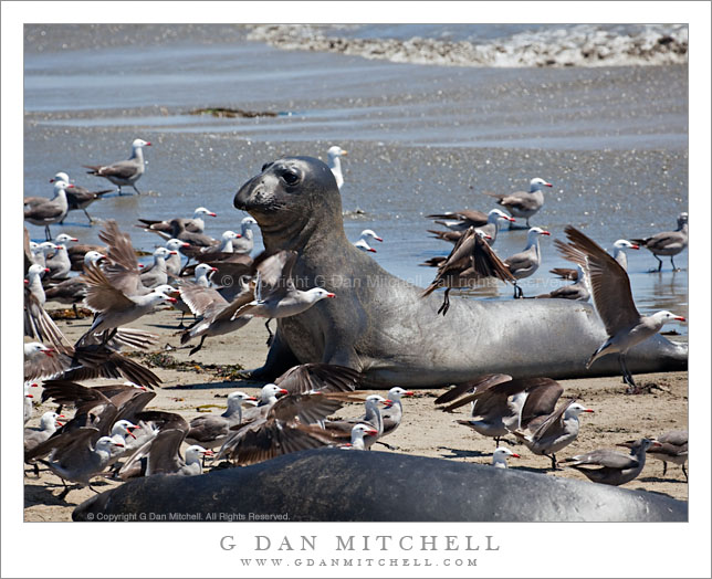 Young Elephant Seal Among Gulls