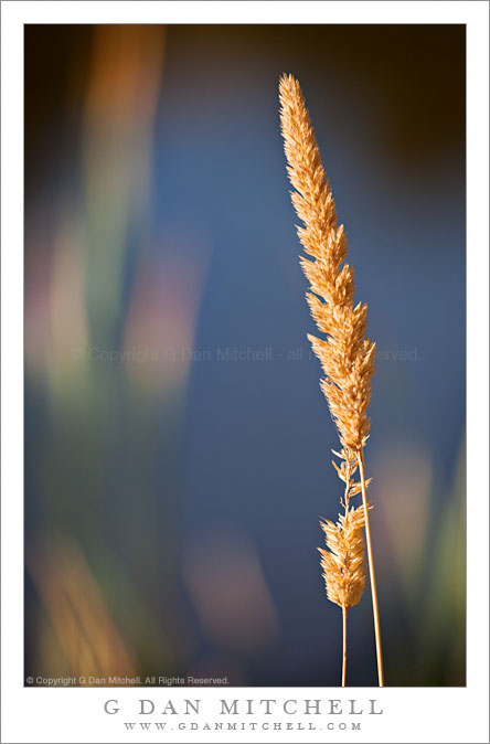 Cattails, Morning Light